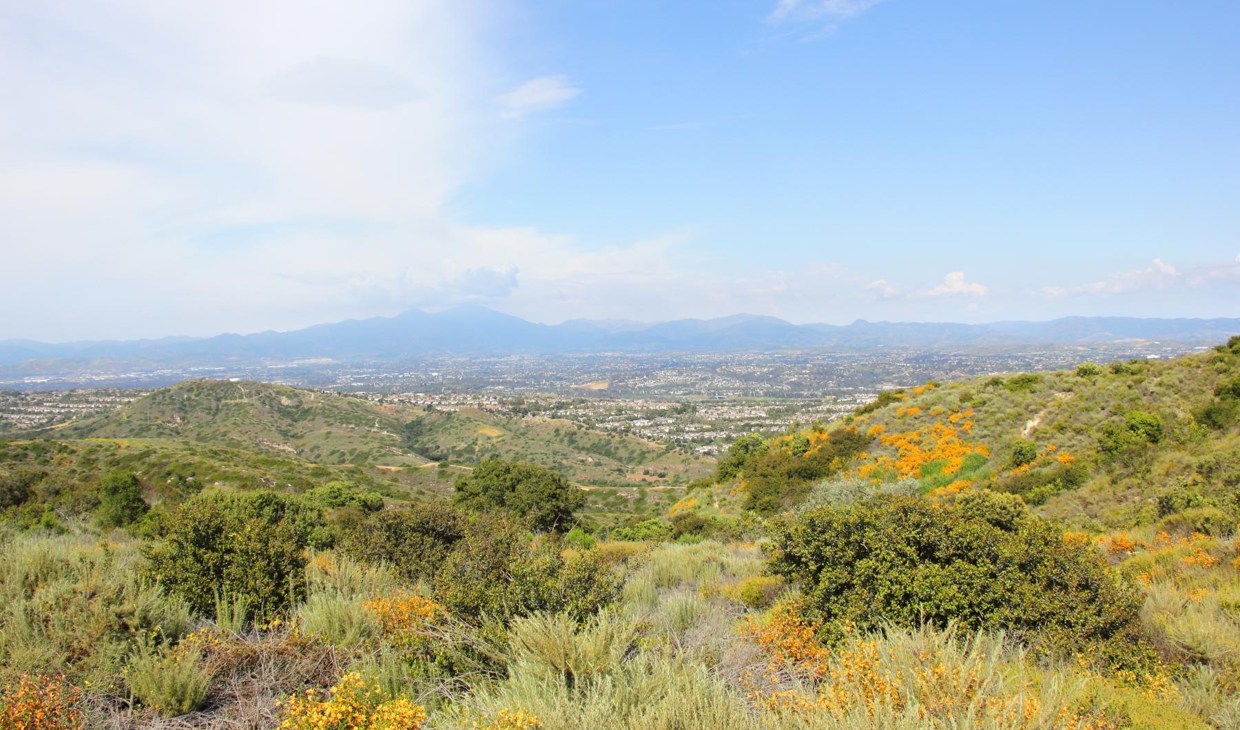a landscape with plants and trees